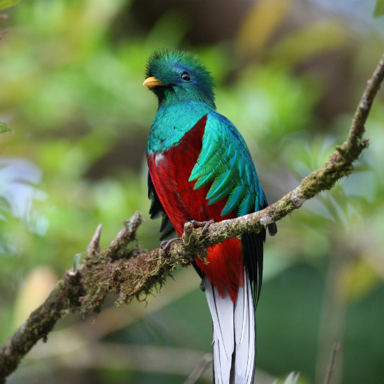 Quetzal