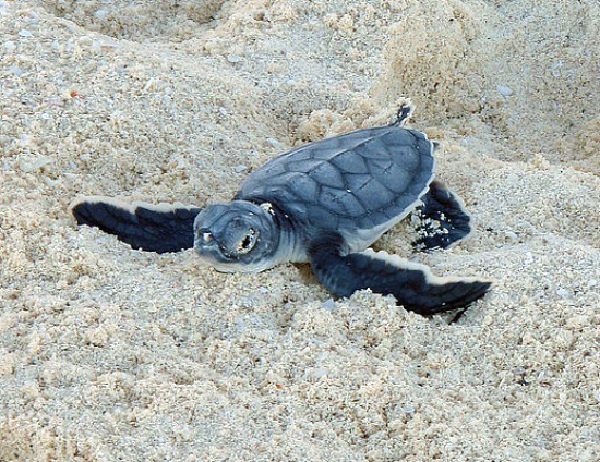 baby turtle