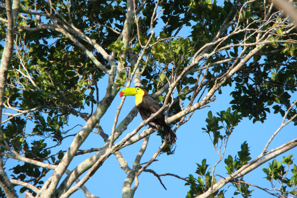 toucan